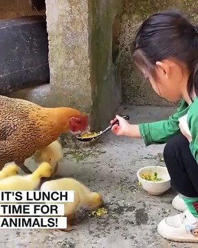 Animal lunch time feast! ️.hd