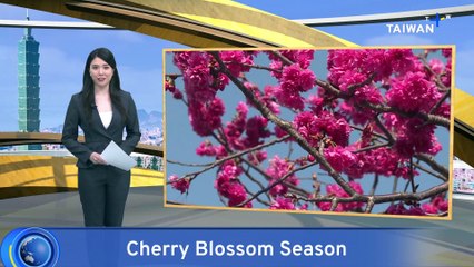 Cherry Blossoms Begin Blooming in Taichung