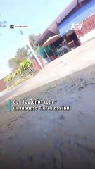 ทาสแมวใจฟู! แห่ดู "เบตง" ไลฟ์สด | PPTV Online