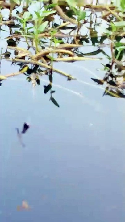Mancing