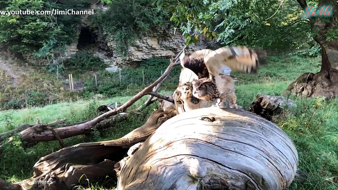 Cú đại bàng vs Đại bàng vàng – Cuộc đối đầu giữa bóng tối và bầu trời