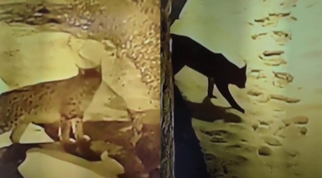 Köye inip, yiyecek arayan vaşak kamerada