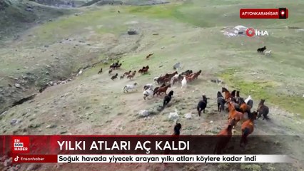 Soğuk havada yiyecek arayan yılkı atları köylere kadar indi