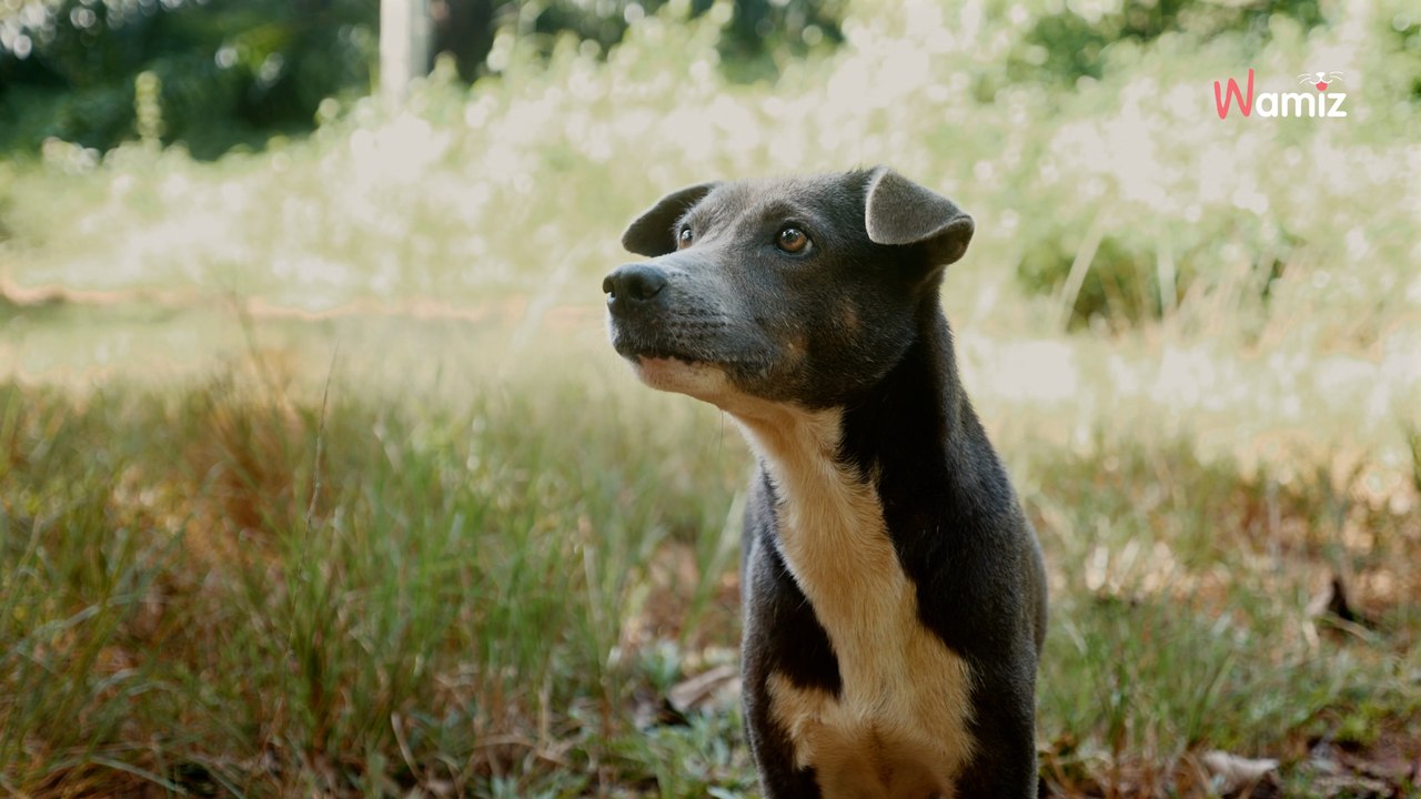 Ariège : une association s'apprête à secourir un chien maltraité, mais il disparaît juste avant l'intervention