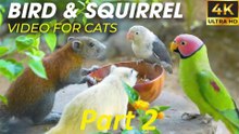 Birds and Squirrels Fight for Food - Video For Cats To Watch - CatTV Central PART 2
