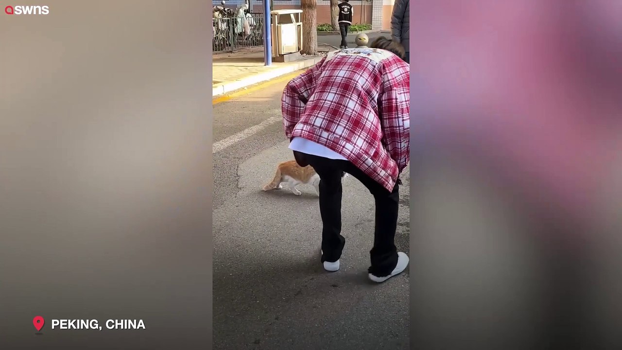 Katze erstarrte in der Mitte einer belebten Straße