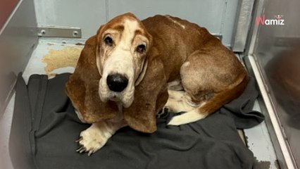 Un Basset Hound de 11 ans est abandonné au refuge : son regard ne va pas vous laisser insensible