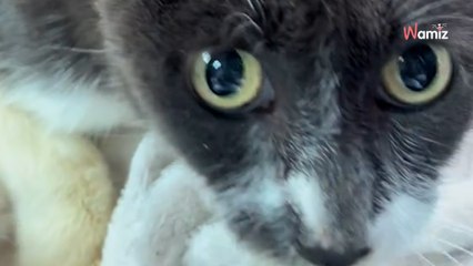 Ils pensaient avoir retrouvé leur chat perdu : 7 ans après, ils reçoivent un coup de fil hallucinant (vidéo)