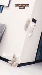 __Climbing on wall__ #cat #lover #funny #cute #shorts @Star_14672