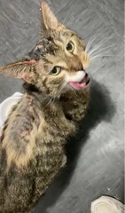 MILO THE CAT SCALDED