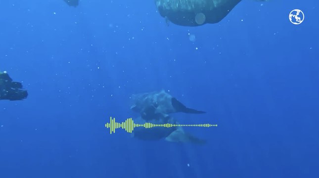 L'extraordinaire histoire des cachalots expliquée par l'océanographe François Sarano