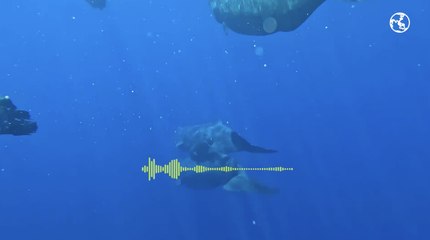 L'extraordinaire histoire des cachalots expliquée par l'océanographe François Sarano