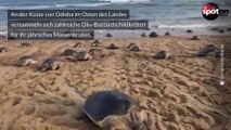 Naturschauspiel am Strand: Tausende Schildkröten versammeln sich