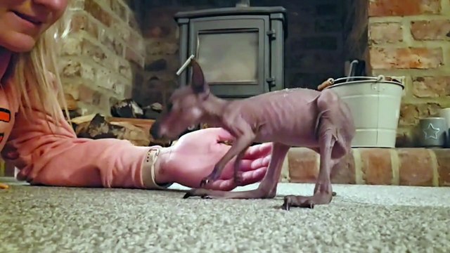 Farmer adopts orphaned wallaby - keeping it in a pouch