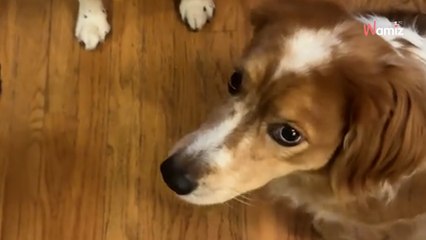 Elle veut donner des friandises à ses chiens : l'un des animaux a une réaction absolument singulière (vidéo)