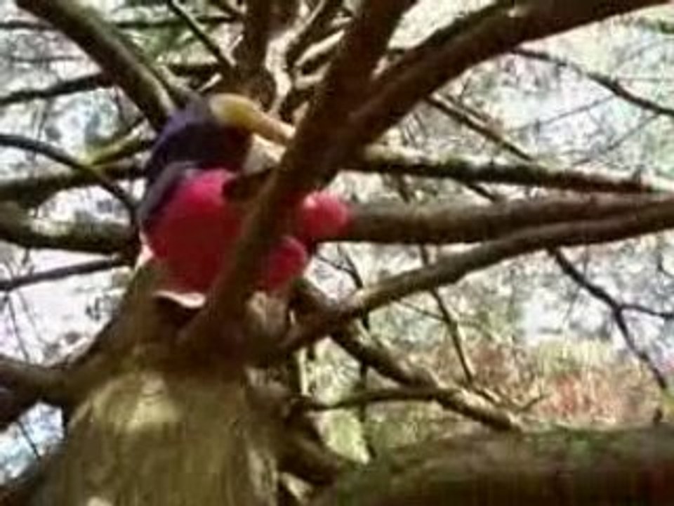 K4sSiiH SE LA JOUE TARZAN (A)