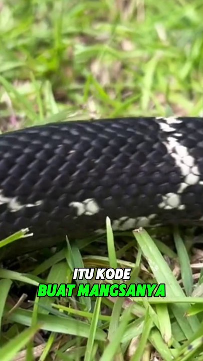 Eastern Kingsnake: The Jet Black One That Can Eat Other Snakes, Like, Literally!