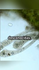 Los Misterios de la Antártida: Vida y Secretos Ocultos en el Hielo