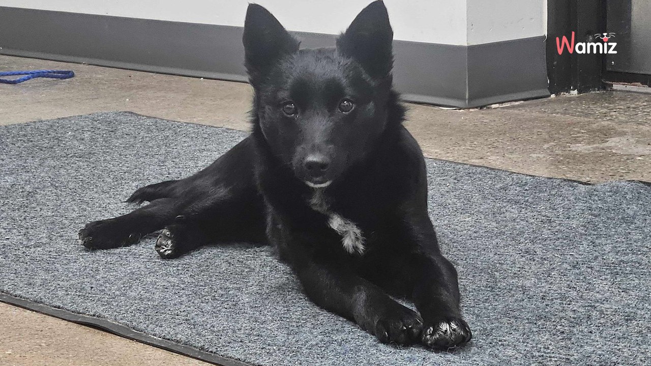 Dumped dog found in car park, rescuer's read note on collar and their heart breaks