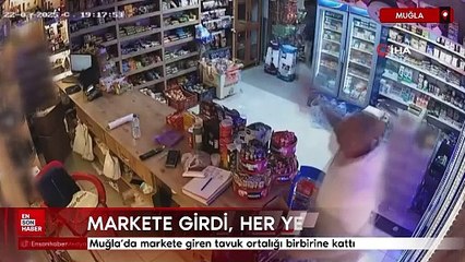 Muğla'da markete giren tavuk, ortalığı birbirine kattı