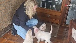 Kobieta wybiera szczeniaczka w hodowli. Scena, która się rozgrywa, rozczula miliony
