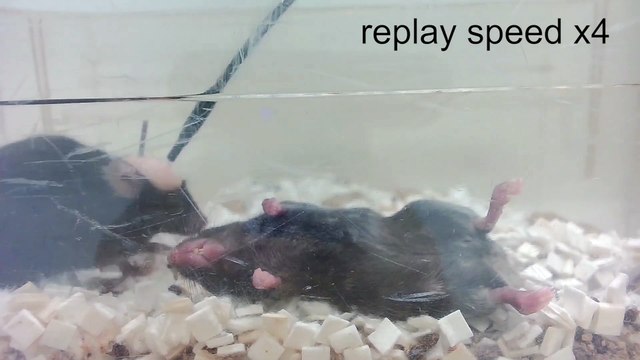 Vídeo 3 Primeros auxilios ratones