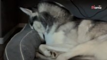 Eine Mutter tröstet ihr weinendes Baby: Als sie ihren Husky sieht, traut sie ihren Augen nicht