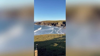 Dozens of seals at Polly Joke Beach near St Austell, Cornwall
