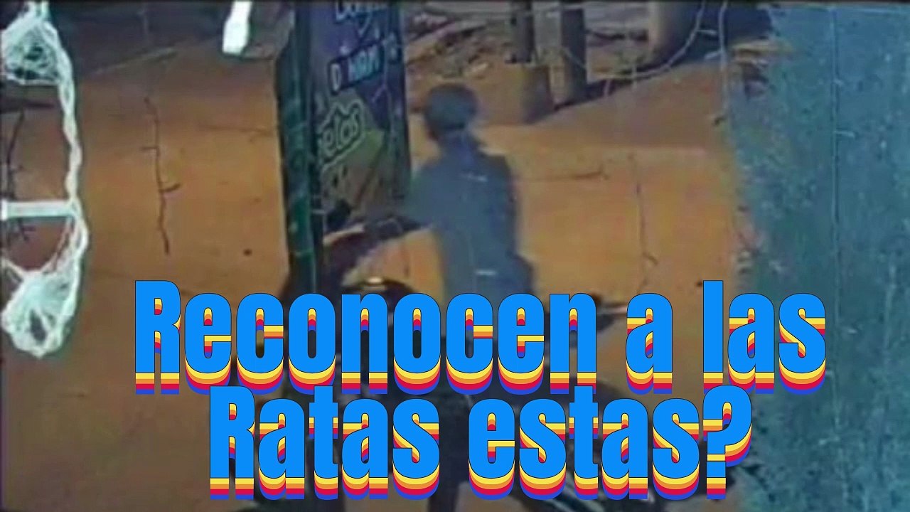 RATAS EN EL RINCON DE URIAS MAZATLAN