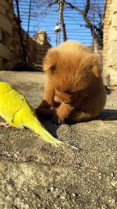 cute pet park