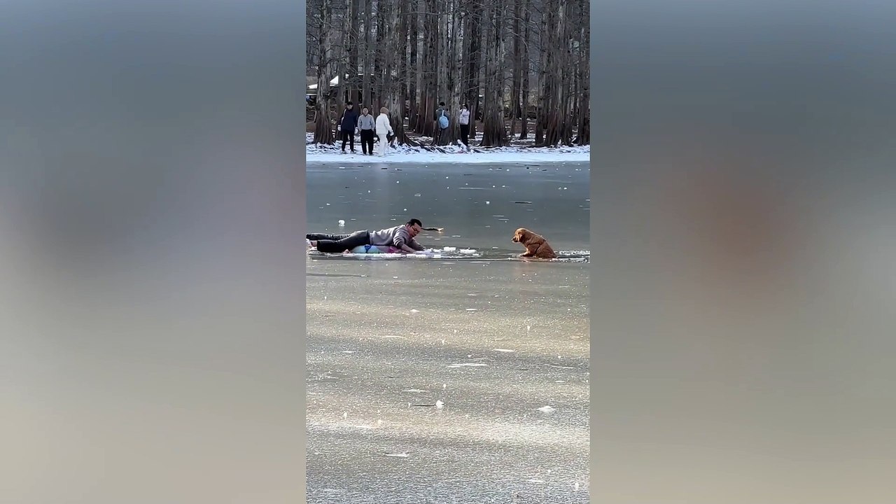 Dog rescued from frozen pond after falling through thin ice