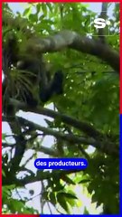 PlanB: Fairtrade et les labels qui changent tout pour les petits producteurs