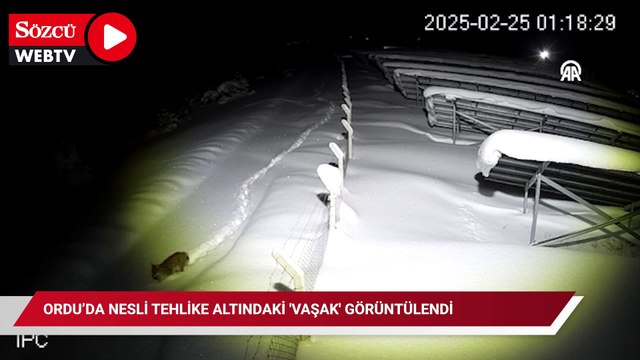 Ordu’da nesli tehlike altındaki 'vaşak' görüntülendi