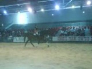 Chevaux de la foire comtoise (5)