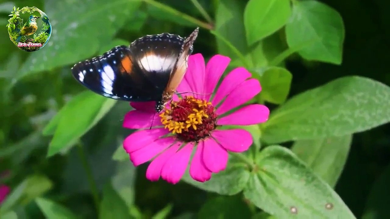 Butterfly Activity 05