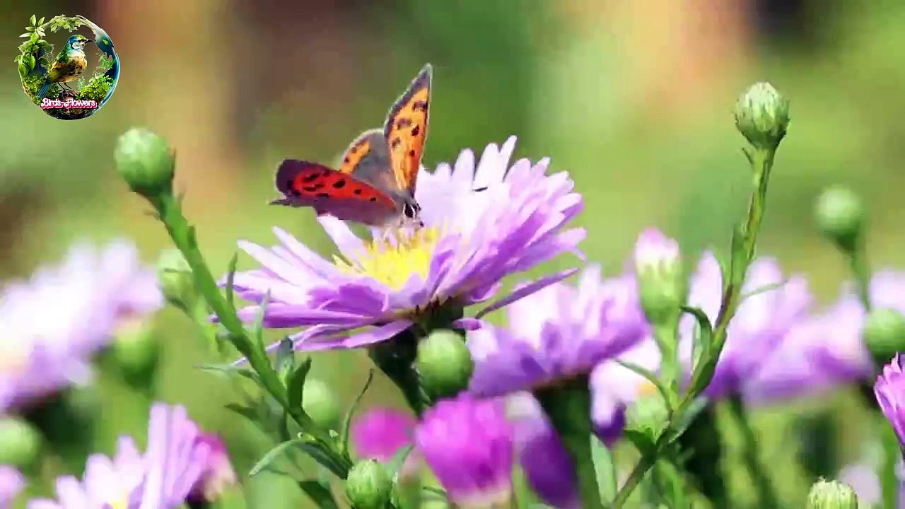 Butterfly Activity 03