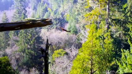 Discover the Beauty of The Americas 🌎 – Official Trailer