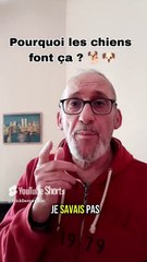 Pourquoi les chiens font ça  ? 🐕