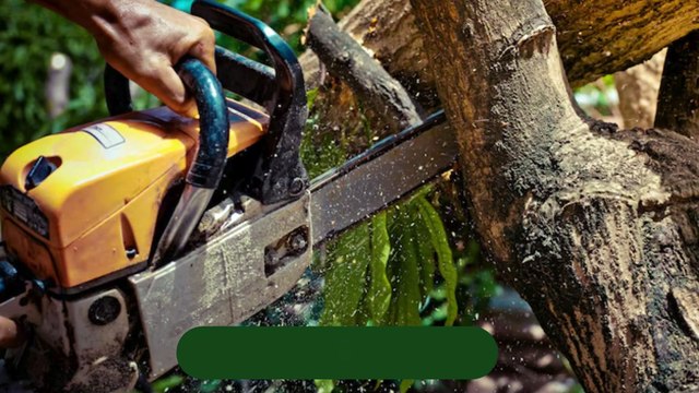 Reliable Tree Service in Hamburg NY | Tree Removal & Trimming