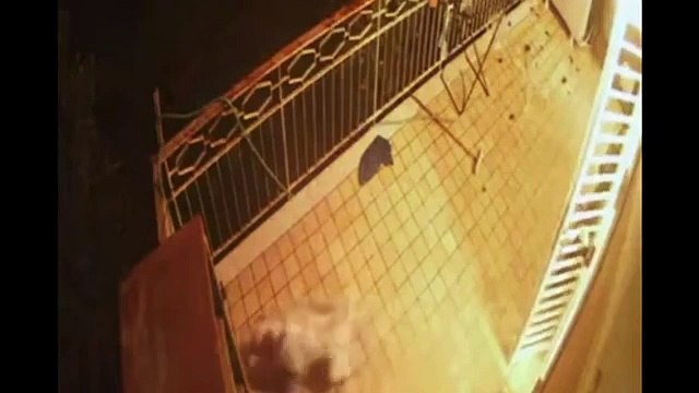 Furti negli appartamenti a Napoli, un cagnolino scaccia il ladro sul balcone