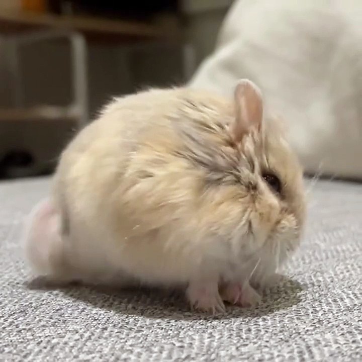 🐹 Discover the enchanting world of hamsters in this must-watch video! Whet