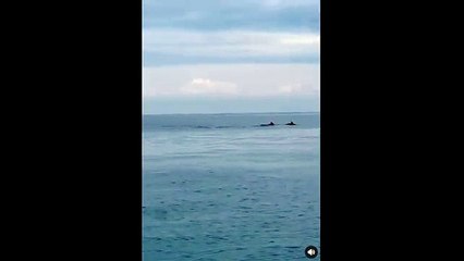 Un gruppo di delfini è stato avvistato al largo di San Foca