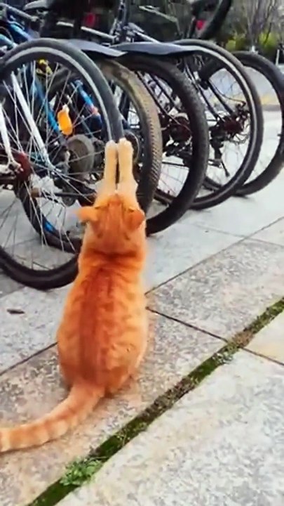 Regardez qui a crevé les pneus du vélo...