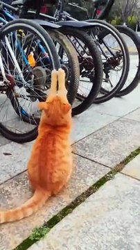 Regardez qui a crevé les pneus du vélo...