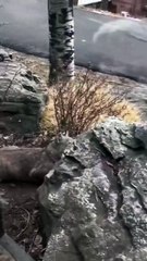 Le diner est servi pour ce gros félin...