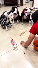 Ce chien a tout compris au jeu