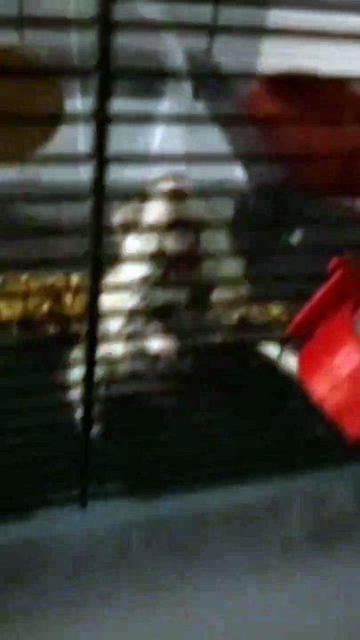 My hamster