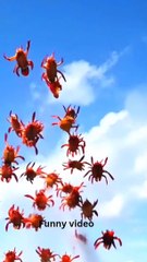 Wait for End,#cute #cat #cute #cat #kitten # #fluffykitten # #funnycats #talkingkitten #adorablecats #catlove #funnyanimals #kittenvoice