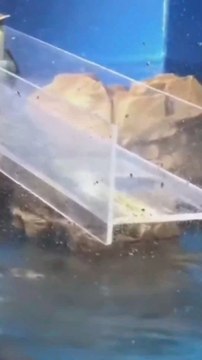 Penguin slips and takes a hilarious dive, crowd can't stop laughing