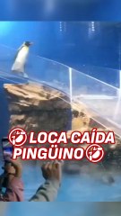 La viral caída de un pingüino que causó la risa de todo el público